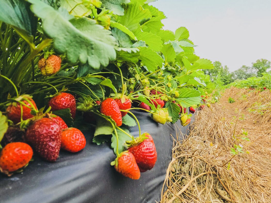 musse408's tweet photo. Our team Deyniile Farm 🇸🇴 We harvest More Production of Strawberry 🍓🌱

If it is practiced the good practice of agriculture The maximum yield from a one-hectare Strawberry farm is expected to be around 25 tons

If you are interested in this farming Like and Retweet please! https://t.co/gsM3K7W6FH