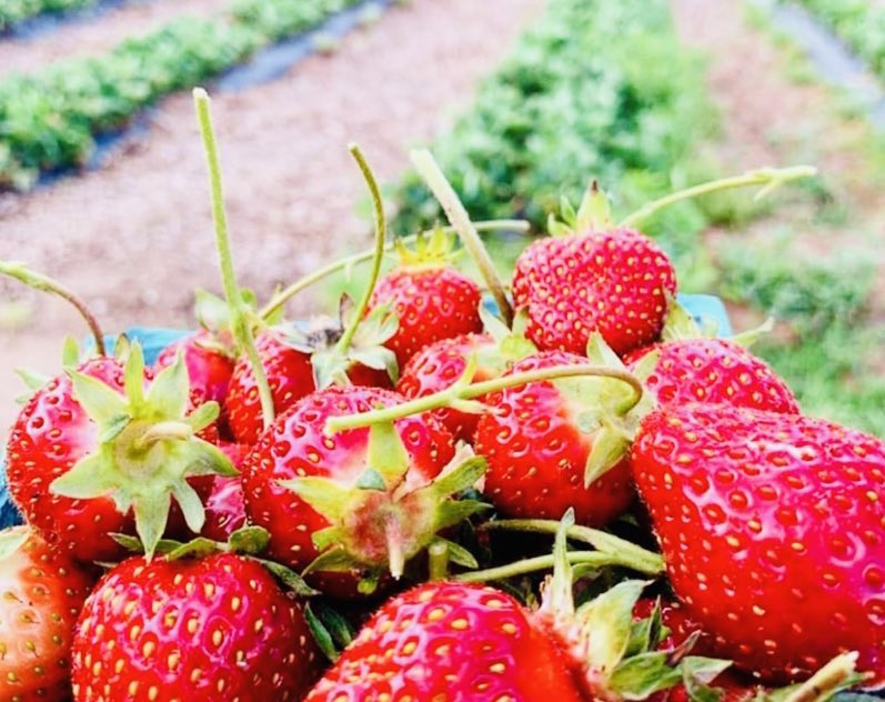 musse408's tweet photo. Our team Deyniile Farm 🇸🇴 We harvest More Production of Strawberry 🍓🌱

If it is practiced the good practice of agriculture The maximum yield from a one-hectare Strawberry farm is expected to be around 25 tons

If you are interested in this farming Like and Retweet please! https://t.co/gsM3K7W6FH