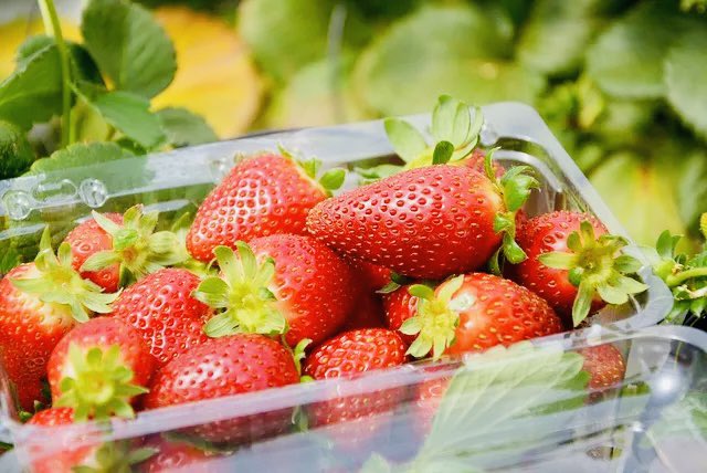 musse408's tweet photo. Our team Deyniile Farm 🇸🇴 We harvest More Production of Strawberry 🍓🌱

If it is practiced the good practice of agriculture The maximum yield from a one-hectare Strawberry farm is expected to be around 25 tons

If you are interested in this farming Like and Retweet please! https://t.co/gsM3K7W6FH
