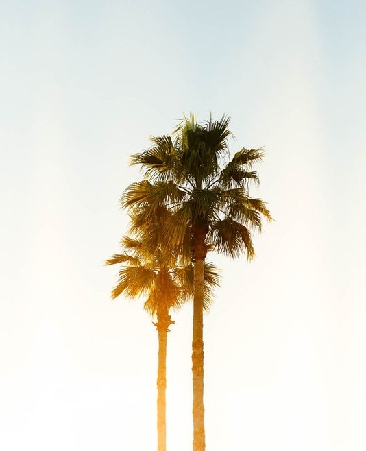 shopISAMEL's tweet photo. PALM VIBES 🌴

ISAMEL - Luxury Swimwear

https://t.co/ZNYU28txvc

#endlesssummer #luxuryswimwear #bikini #bikinis #swimsuit #swimwear #recycledswimwear #recycledfashion #zerowaste #sustainablefashion #ethicalfashion #sustainableliving #swimchic #ISAMEL https://t.co/Ce4KbWGxz8