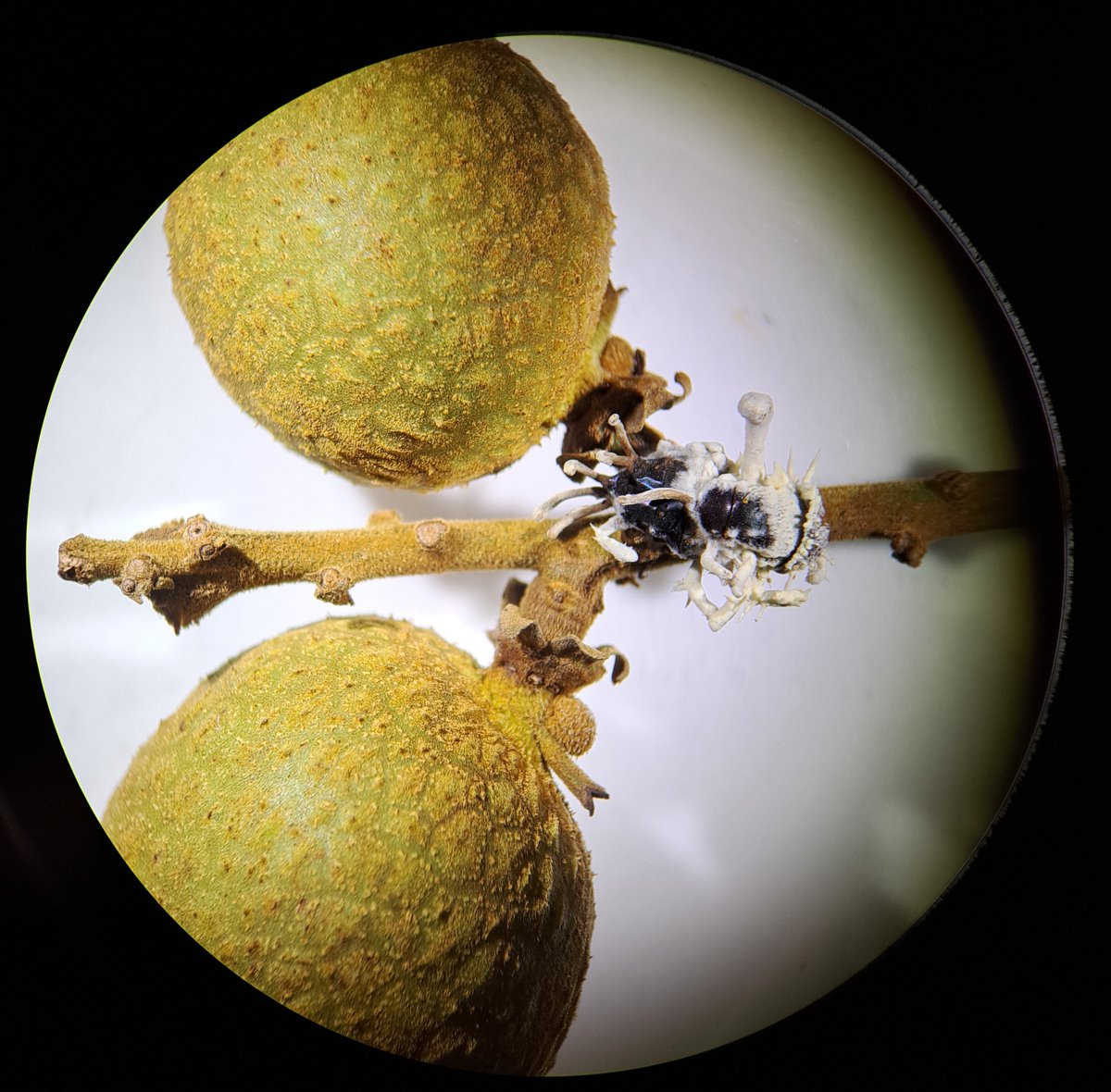 ClinicPlant's tweet photo. Two of my favorite things: #tropicalfruits and #entomopathogens #fungi #longan @MSAFungi @MSAStudents @UFPlantPath 
📸 @CaSendoyaC_ https://t.co/fiuebW5LV9