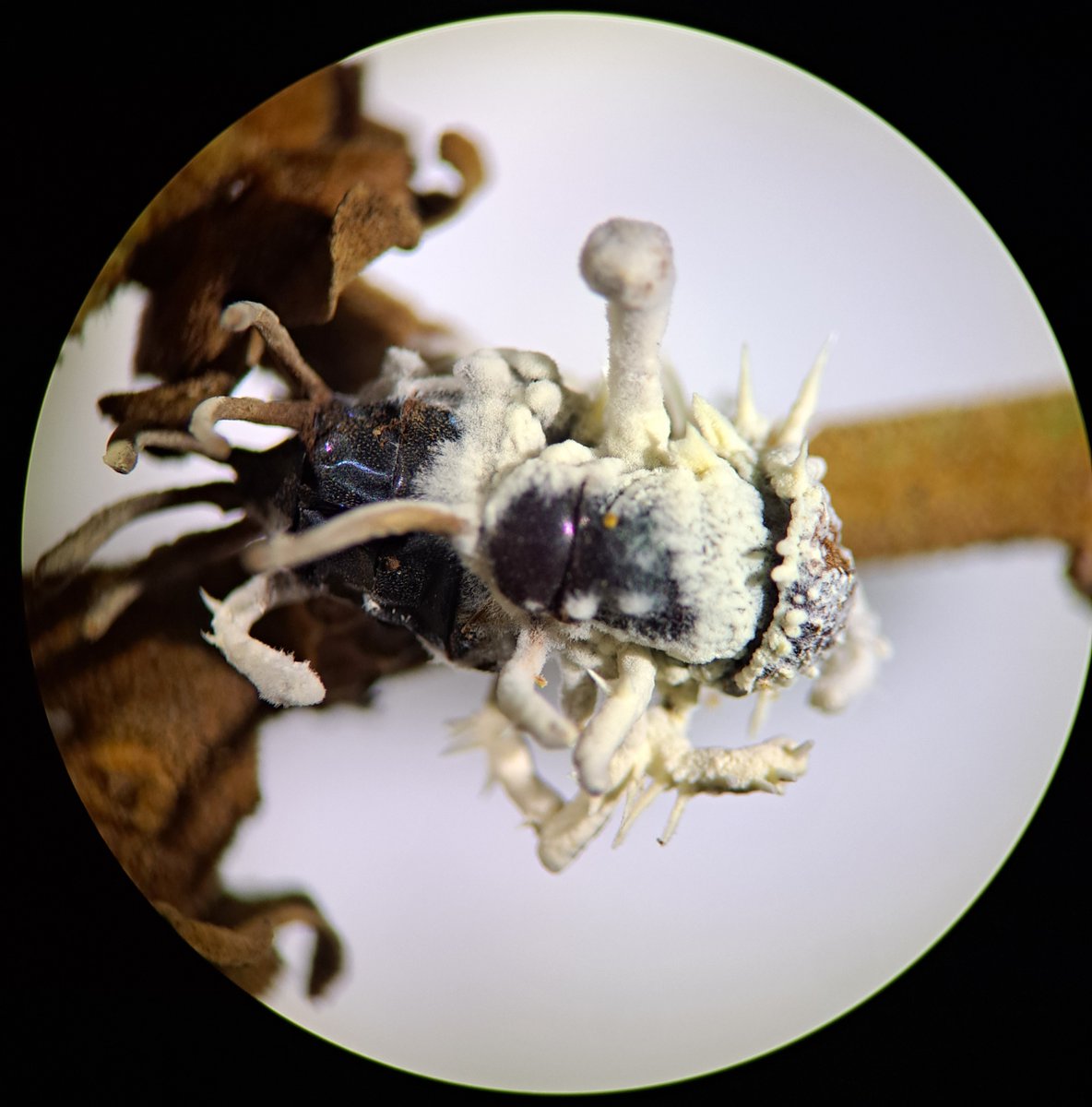 ClinicPlant's tweet photo. Two of my favorite things: #tropicalfruits and #entomopathogens #fungi #longan @MSAFungi @MSAStudents @UFPlantPath 
📸 @CaSendoyaC_ https://t.co/fiuebW5LV9