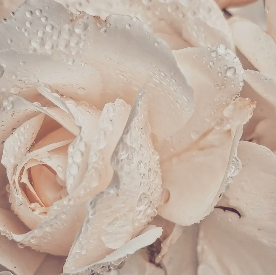 ie_create's tweet photo. ji Photography #Flowers #flowerphotography #rainonflowers
#PhotographyIsArt  #photo https://t.co/0NNAY6lLLQ