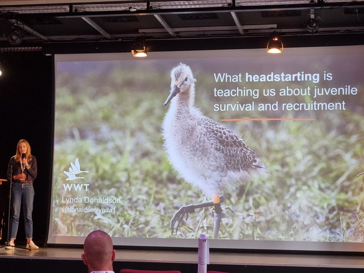 KaneBrides's tweet photo. @WWTconservation's  @donaldsonlynda1 up next @WaderStudy conference on what @ProjectGodwit headstarting is teaching us about juvenile survival &amp; recruitment. #Waders #Ornithology https://t.co/06oZhlGbvT