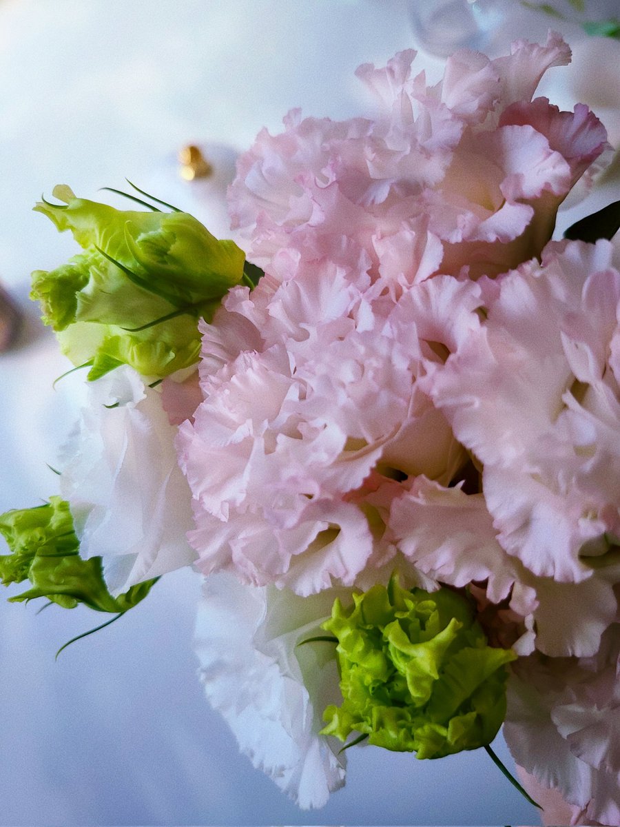 葉月𓂃 𓈒𓏸⋆☽︎︎ tweet media