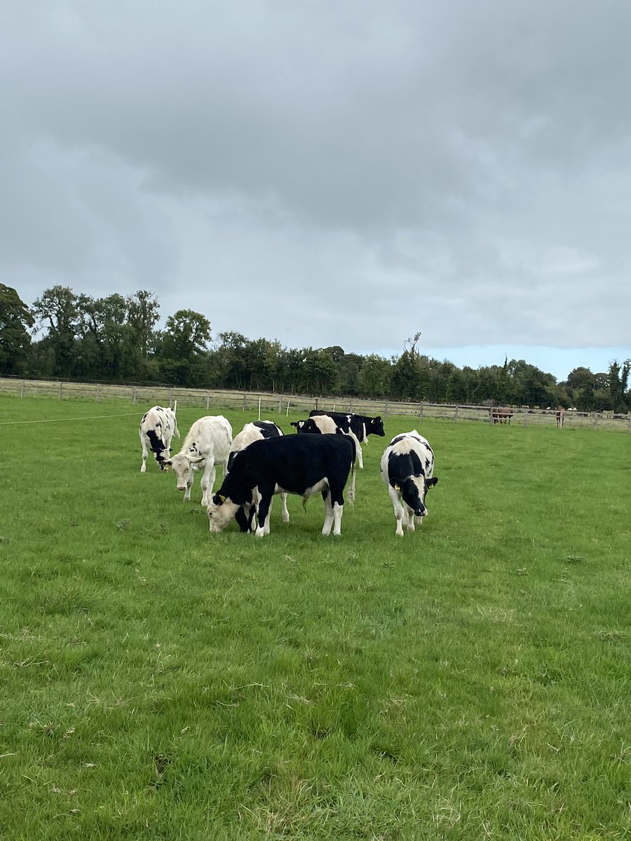 RoisinCondell's tweet photo. Our small calf to beef enterprise finally set up properly 
New water system ✅
Temporary fencing up and live ✅ https://t.co/pLDbEEaMnZ