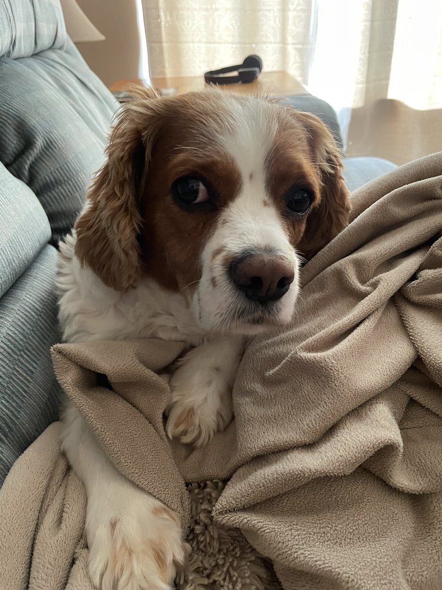 My Logan…September 23, 2022 #cavalierkingcharles #dogs #DogsOfTwitter ❤️