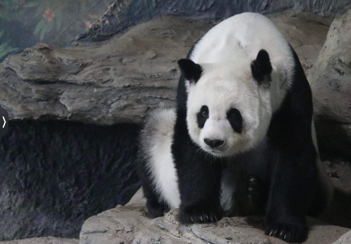 dizzizzmee's tweet photo. Please send Lin Hui Back to China https://t.co/iNuWNncLtk