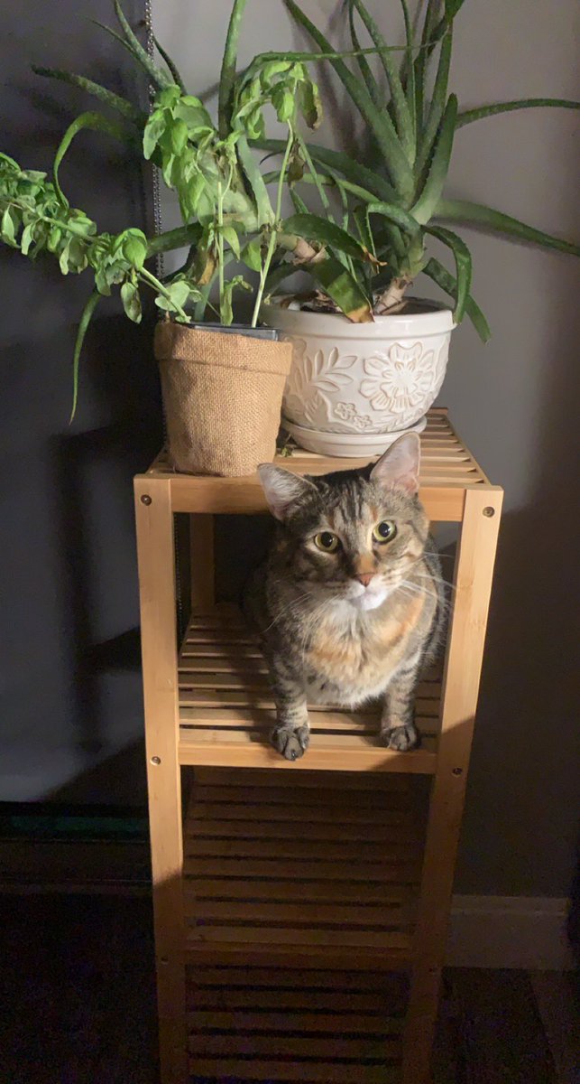 kuathekitty's tweet photo. ime hear wif mine frens , mr Basil n mrs alow :) https://t.co/mHREcsTKb2