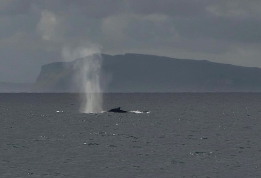 Scottish humpback ID tweet media