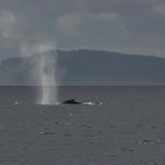 Photo by Scottish humpback ID (@HumpbackId)