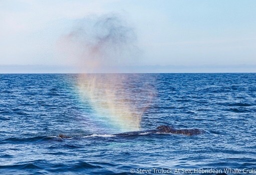 Scottish humpback ID tweet media
