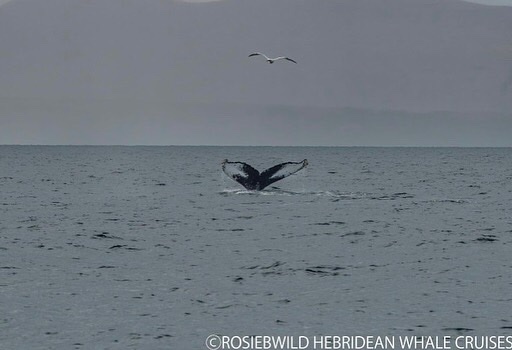 Scottish humpback ID tweet media