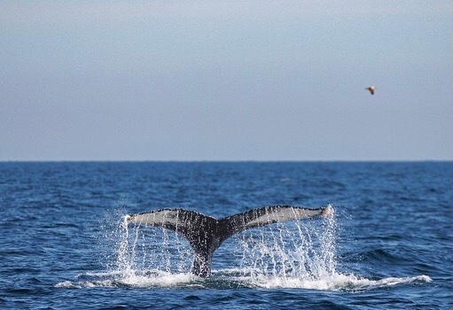 Scottish humpback ID tweet media
