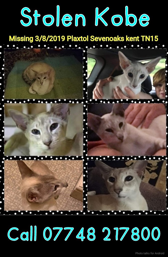 When people tell you it's three years since someone stole your cat so he's not coming back
and you've looked for him everyday you know people are going to hell

Where there are no cats
#findkobe #itsnottoolate #stolencat #Caturday