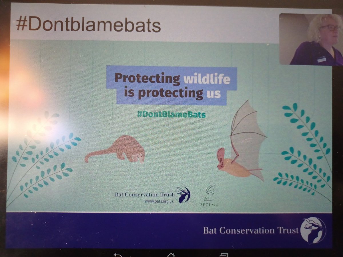 Excellent advice from @_BCT_ @BattyLisa #DontBlameBats Wildlife is precious and special. Do some research and think before blaming and shouting! #BeNice #BatsNeedFriends #BatsAreAwesome #NatBatConf #BatConf2022