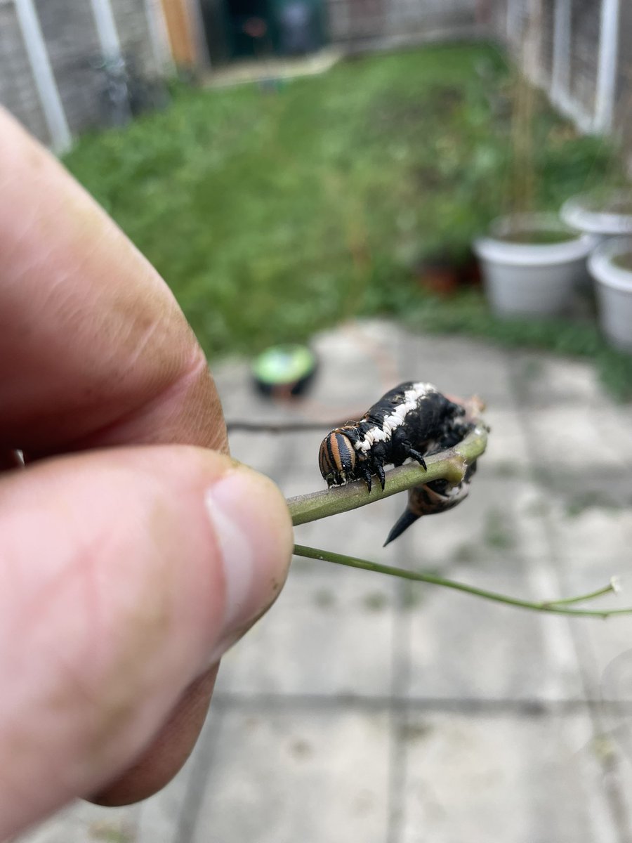 AlexFTownsend's tweet photo. @MyWildlifePosts what is this?! https://t.co/dFZYyCGqeH