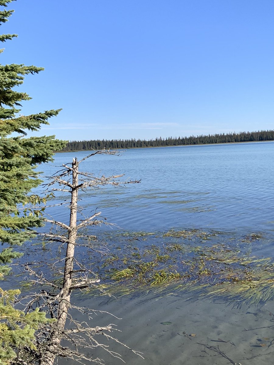DonaldaPelton's tweet photo. Obed Lake in Obed Lake Provincial Park — Quaint area for a stop while traveling. 

Great place to enjoy the views and the peacefulness of the area. 

#explorealberta #albertaparks https://t.co/2j1H4V8dEu