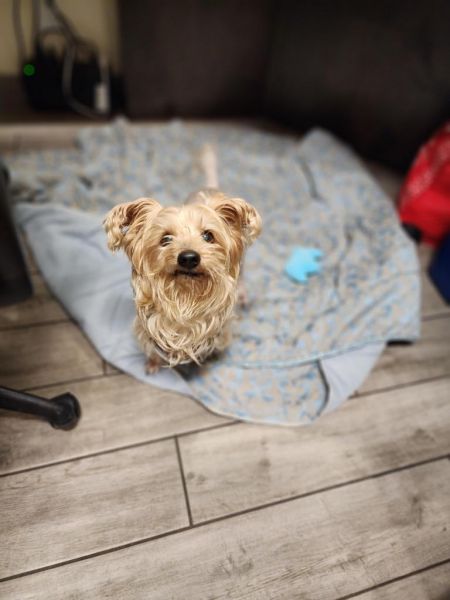 adopt_a_dog_bot's tweet photo. Bentley Boy &amp; Odie is a loyal gentleman, who can be found near Prince Frederick, MD! Bentley Boy &amp; Odie is a Yorkshire Terrier, who just cant even. #YorkshireTerrier #dogsoftwitter #rescue #adopt #dog #PrinceFrederick #Maryland #MD https://t.co/f7vUjwRKap https://t.co/9vwzvtbePP