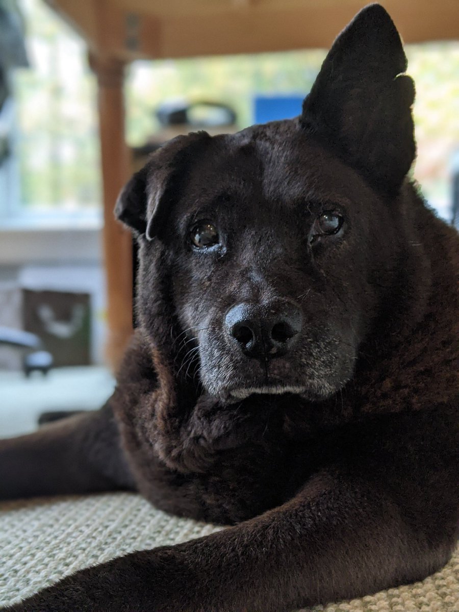 Thoughts of an Amazing Linus 🌈🐾 tweet media