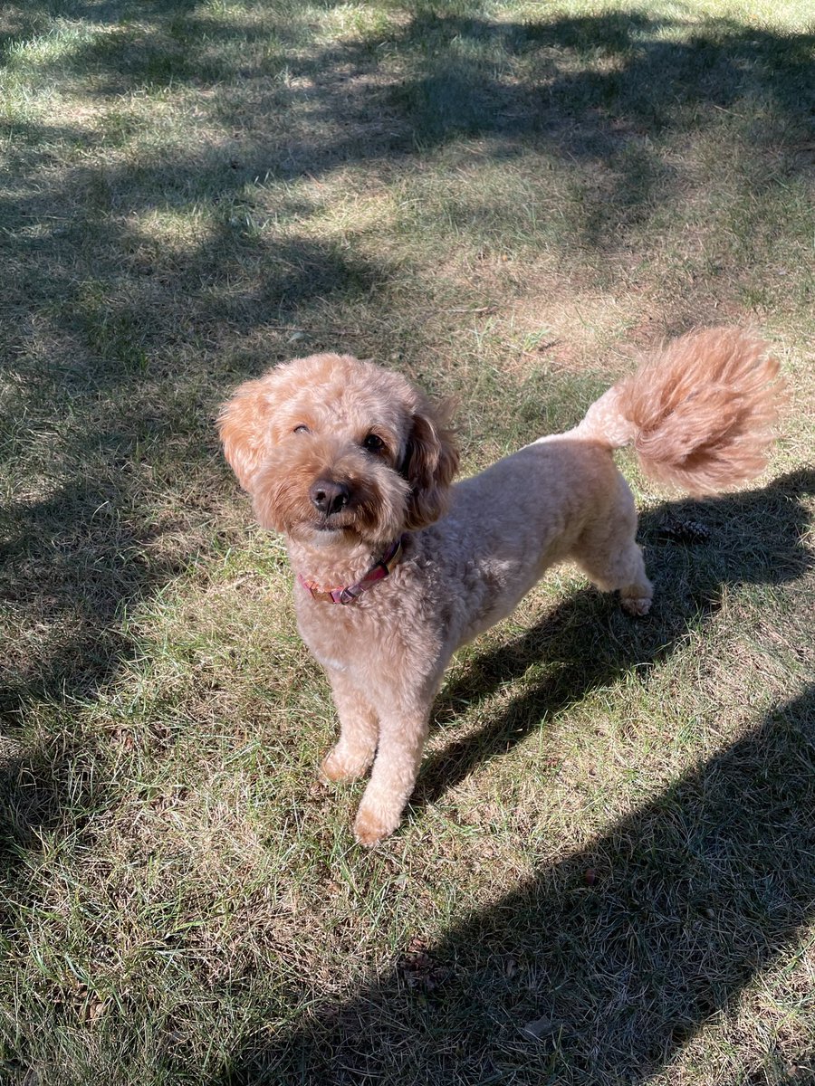 ramballhavoc's tweet image. Chilly 🥶 Fall like weather!  4.25 🥶 running miles - the temp was 50° which is down right blustery! Spending quality time with the grand Dawg Murphy this weekend #ThrowtheBall 🎾 Y’all have a great weekend!