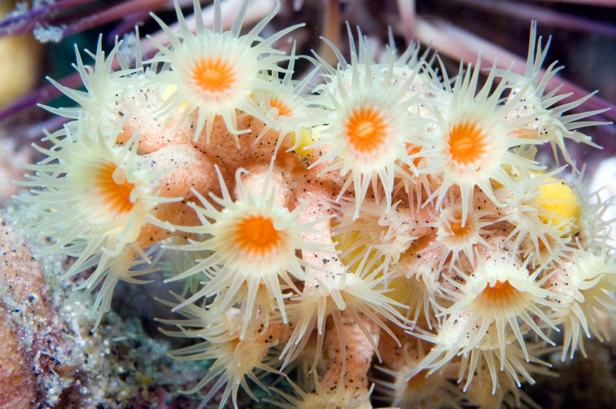 GraysReefNMSF's tweet photo. ODC Creature Spotlight: 

These flower-like creatures are called Sea Anemones. It may surprise you that they are predators-catching their prey when it comes within reach of their tentacles and immobilizing it with their nematocysts!

#SaveSpectacular 

@GraysReefNMS https://t.co/HcjGeTBo34