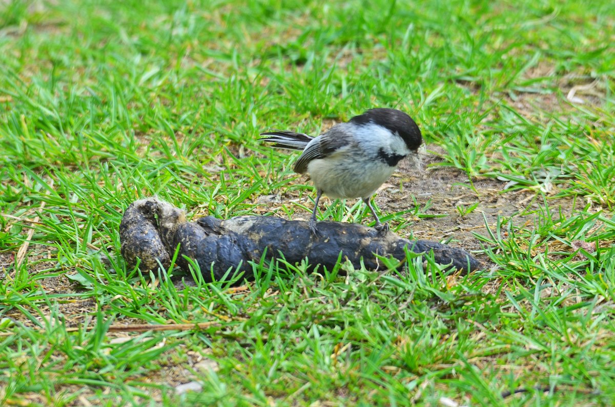 Scat happens 💩 

Nothing goes to waste - not even poop! Animals aren't shy about harvesting remaining resources. Butterflies can often be spotted gathering nutrients from scat and we even saw this chickadee harvesting fur from dried scat!

📷 Courtney Celley/USFWS