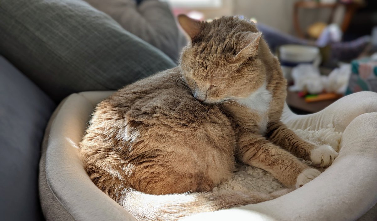 When you fall asleep licking yourself