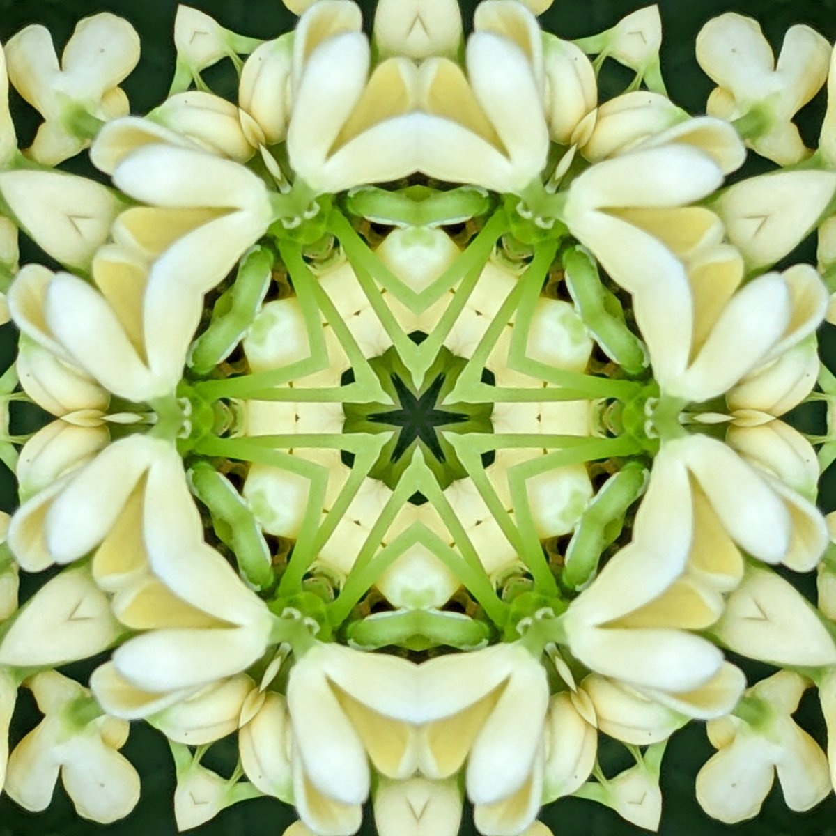 10tinbluebirds's tweet photo. Happy #kaleidosaturday from me and the currently blooming + blasting it's intoxicating fragrance everywhere #teaolive #natureisalanguage https://t.co/1IPC0SuMwM