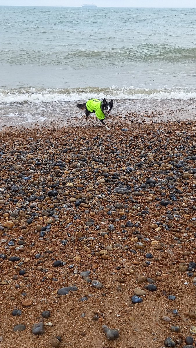 PepperBorder's tweet photo. This is a bit different to the day out in Exmouth, now back at home and visiting Dungeness in the wind and rain @BCTGB #bordercollie https://t.co/L33IUjvF6N
