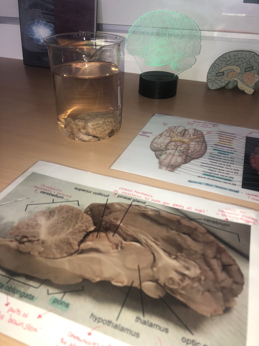 We hope our visitors enjoyed learning about the brain today over in Psychology 🧠 <a href="/Grange_Cheshire/">The Grange School</a>