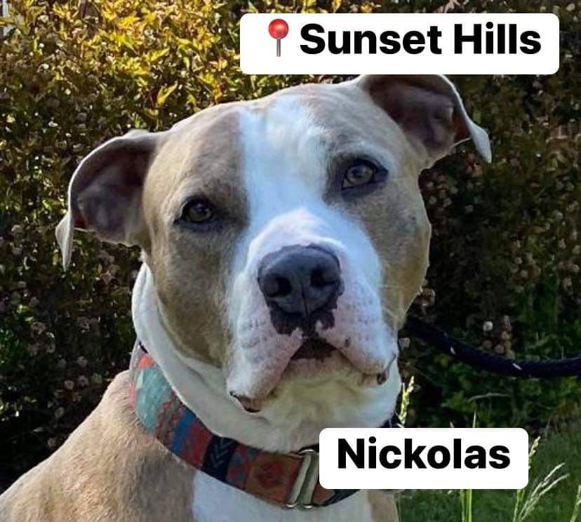 Needy Paws Rescue tweet media