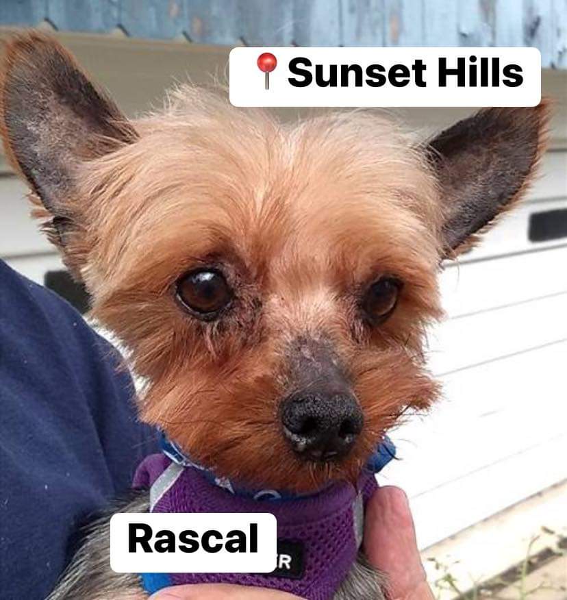 Needy Paws Rescue tweet media