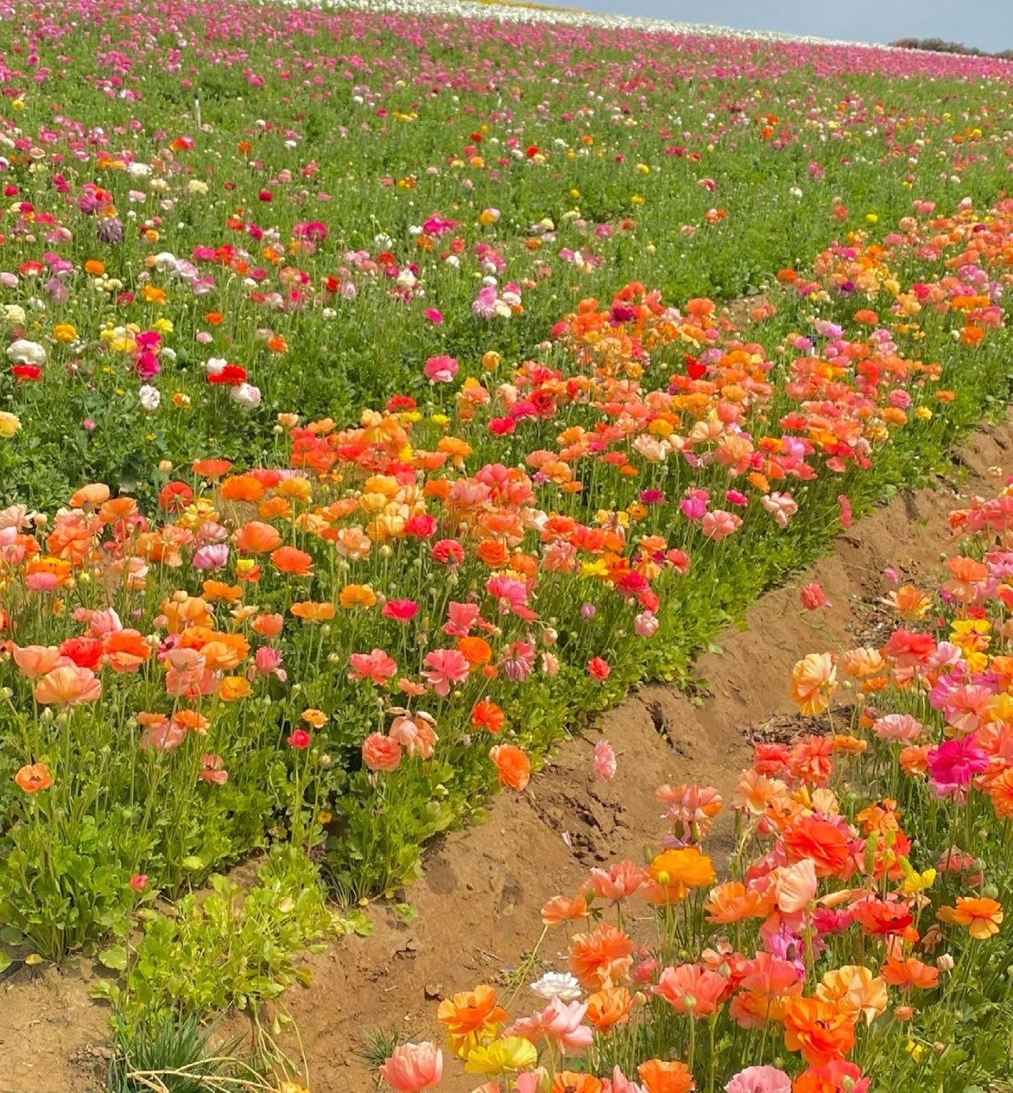 La vie est belle (@lavieestbelie) on Twitter photo 