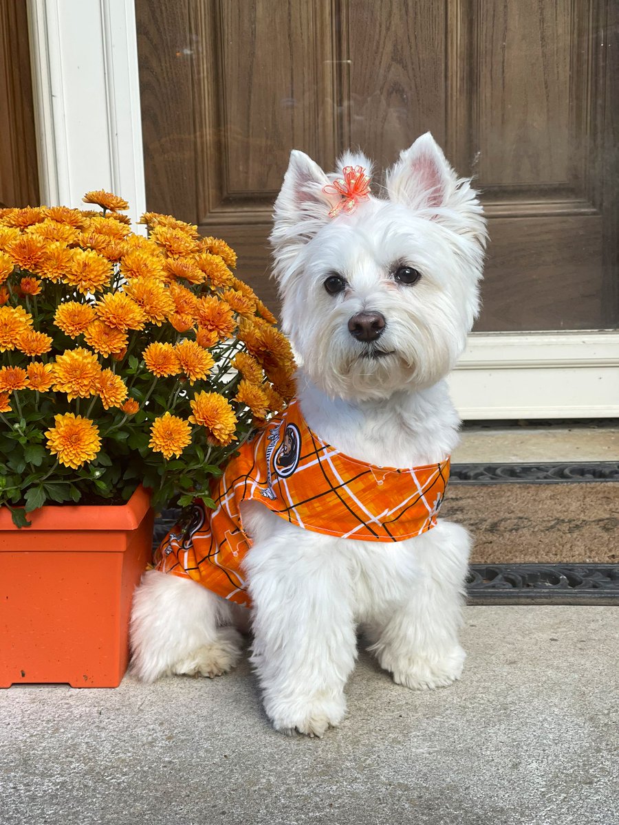 Brockie0000's tweet photo. It’s GameDay!! Go VOLS!! @Vol_Football @wbir #GBO #GoVols #10picks #CollegeGameDay #Dog #BeatUF #TNvsFL https://t.co/4eFF0Q0xs0