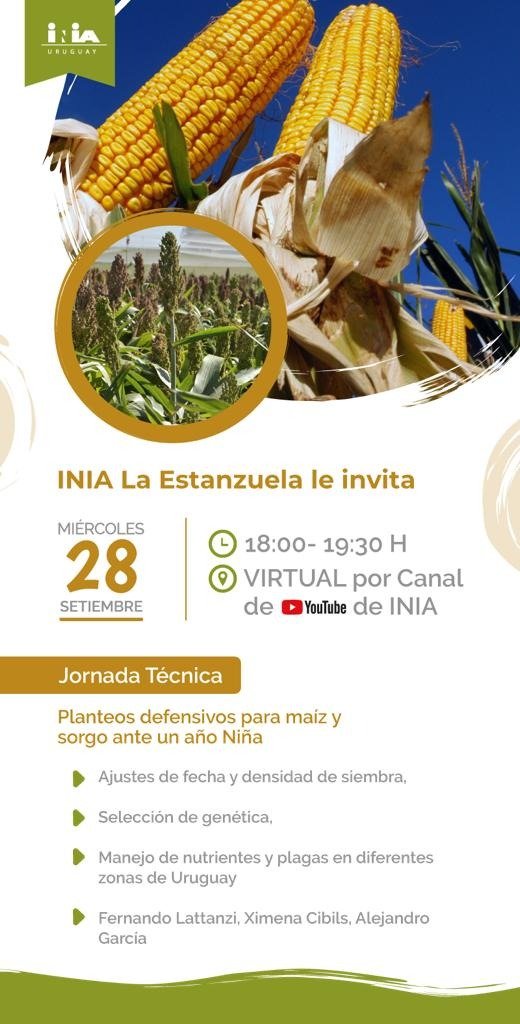 FerLattanzi's tweet photo. 1/ #ANTICIPARSE es clave para minimizar el impacto productivo y económico de Niña 2022/23. Sale HILO sobre "Planteos defensivos de MAÍZ y SORGO", como previa a la Jornada del próximo miércoles 28/Sept (18 hs) por el canal de YouTube de @INIA_UY, con @MalezasU y @XimeCibils https://t.co/WNfc1D7Zge