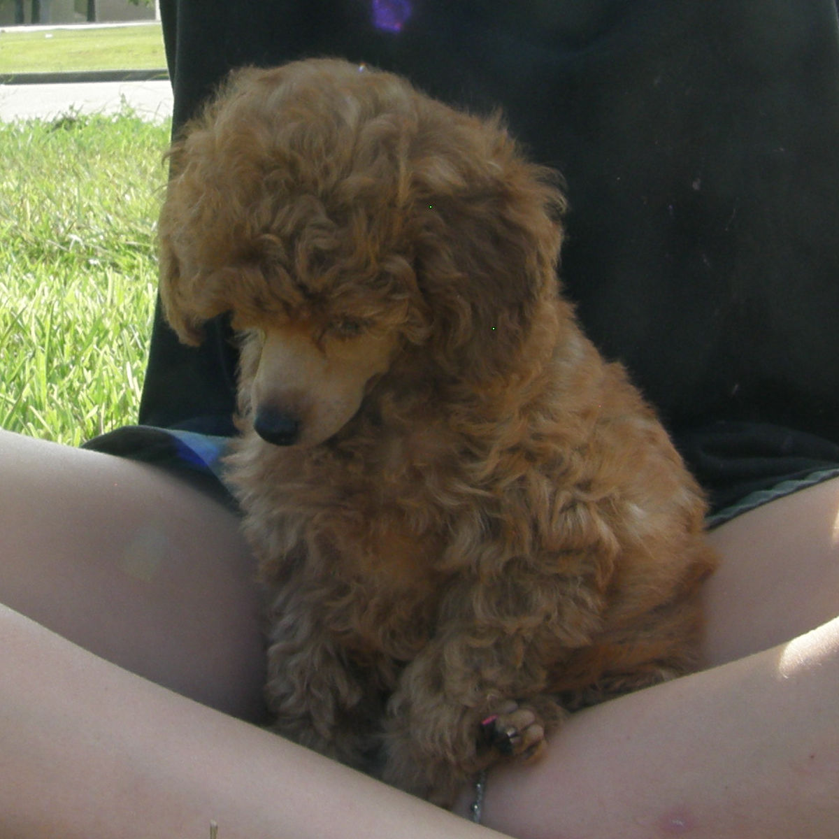 Covergirlbeads's tweet photo. Wonder what she has her eye on? Beautiful red toy poodle female at https://t.co/GDSueHBdRW #redpoodles, #poodles #toypoodles #beautifulpoodles https://t.co/VT6ZdjLJdo https://t.co/psCZPl17U2