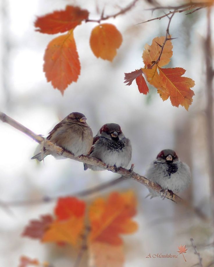 Imposer le temps
Aux couleurs d'un automne 
- les oiseaux parlent
#haiku #fall
#POEM #poetry