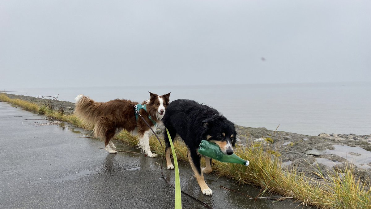 Nord_Seehund's tweet photo. Erstmal aufräumen bei der #Deichpatroullie!

Wir haben einen Schuh, viele Flaschen und einen platten Folienballon eingesammelt und fachhundlich entsorgt! 🗑 https://t.co/RO8h4x13On