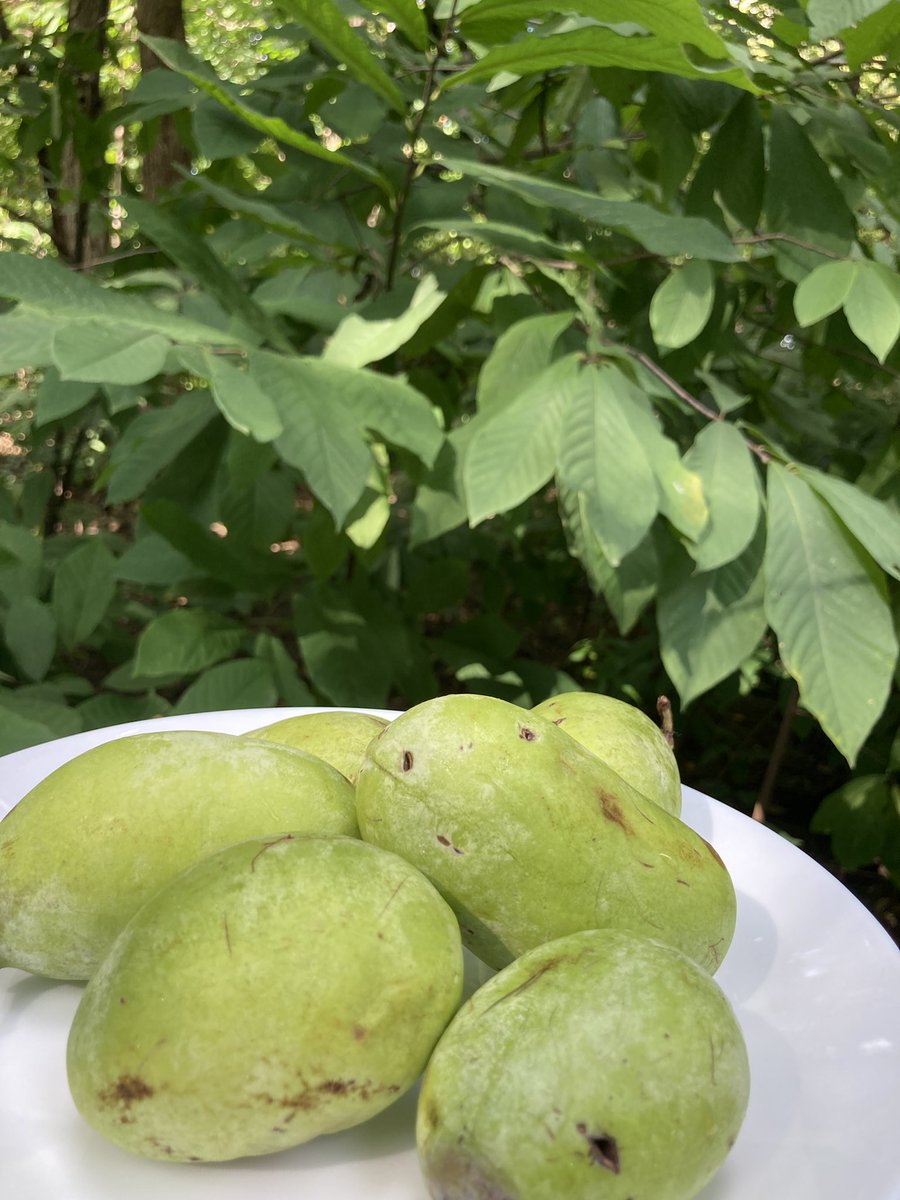 JenniferChristie 🌱 tweet media