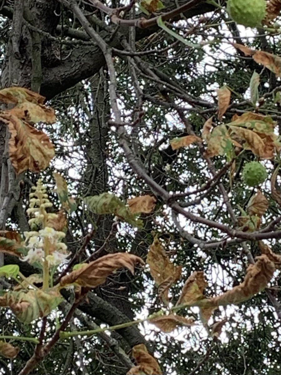 nwarner's tweet image. This is weird, a horse chestnut tree in our local park decided to blossom again at the same time as producing conkers. Somethings definitely up.