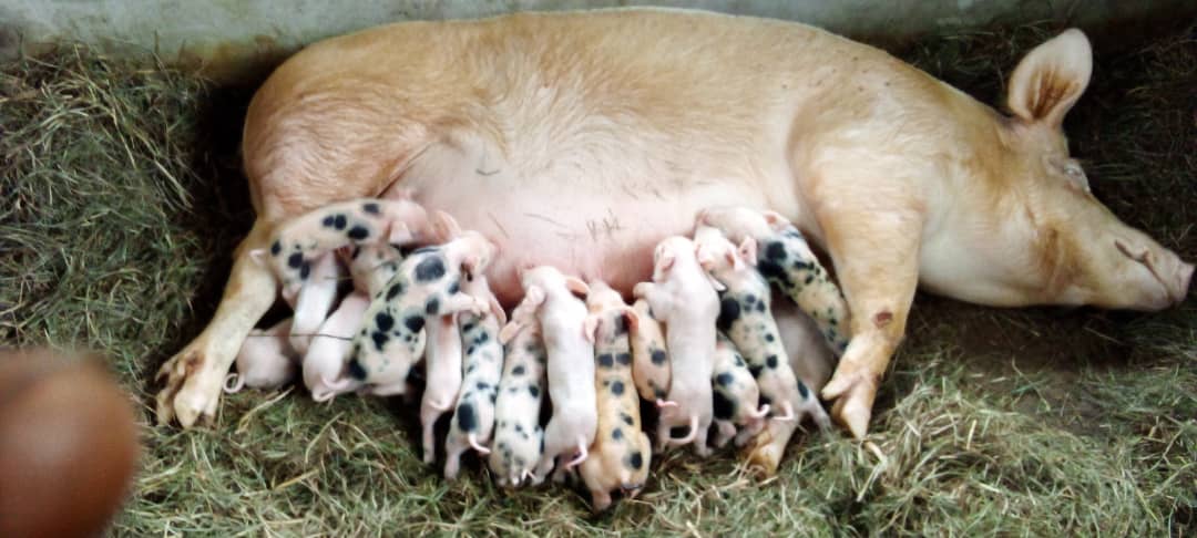 farm_tsha's tweet photo. #DAY_3 #LARGE_WHITE Une espèce superb 👌 pour la Porcherie. 1ère mise bas 19 porcelets & 2ème 20 porcelets mais en réalité 21 parcequ'on a retrouvé ds le placenta, un fœtus non développé!!
Le Challenge c'est le COÛT TRÈS ÉLEVÉ DES #ALIMENTS @NgangaAudrey @JSakadi @LonghePhilippe https://t.co/k16FfxGNfo