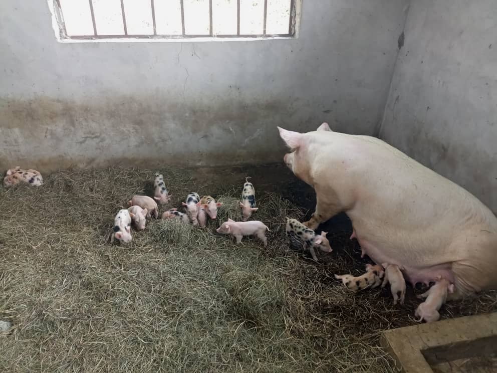 farm_tsha's tweet photo. #DAY_3 #LARGE_WHITE Une espèce superb 👌 pour la Porcherie. 1ère mise bas 19 porcelets & 2ème 20 porcelets mais en réalité 21 parcequ'on a retrouvé ds le placenta, un fœtus non développé!!
Le Challenge c'est le COÛT TRÈS ÉLEVÉ DES #ALIMENTS @NgangaAudrey @JSakadi @LonghePhilippe https://t.co/k16FfxGNfo