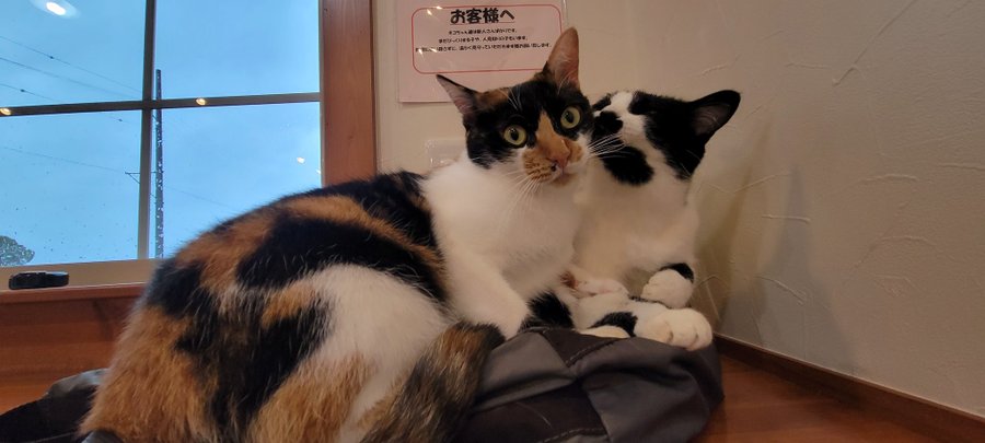保護猫カフェtormenta トルメンタ 愛知にある猫カフェ 子猫のへや