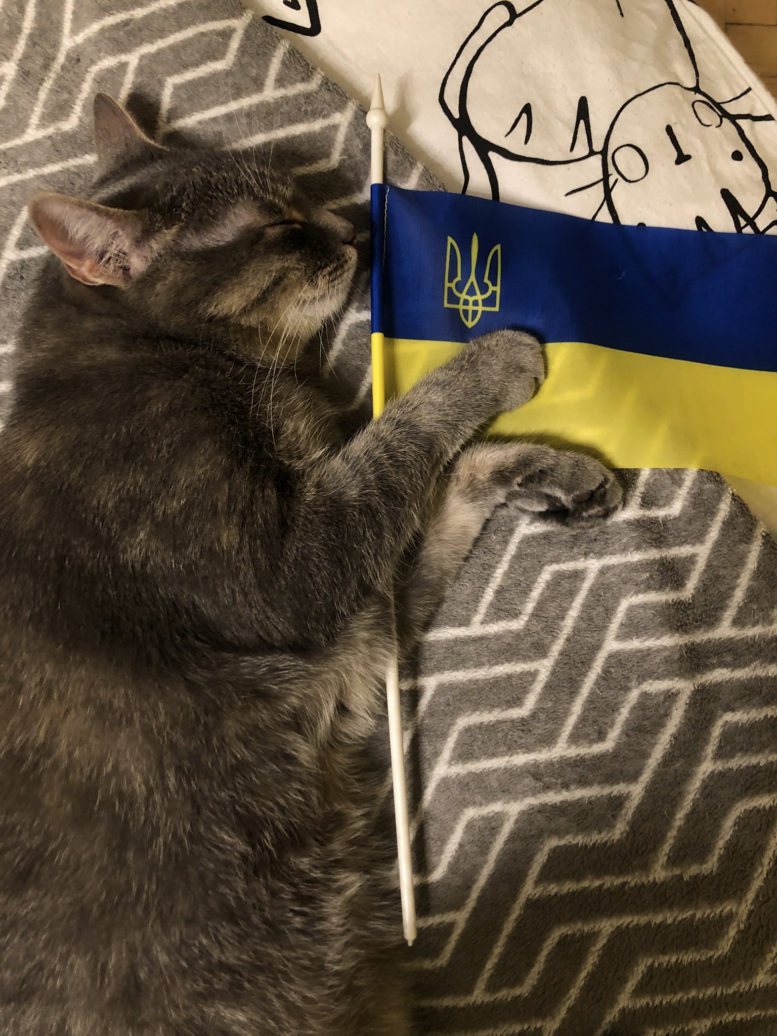 ukrarmy-cats-dogs-on-twitter-tactical-ukrainian-cat-https-t-co