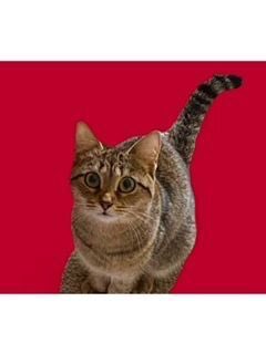 FigPet's tweet photo. Minnie and her sister Daisy are 2 shy cuties who need patient adopters. They came to us after their owner went into hospice, and they had nowhere to go. (1/2)
#AdoptALessAdoptablePet #Caturday #Cats
#Adoptable #AdoptCat https://t.co/s5Fv3mN00N