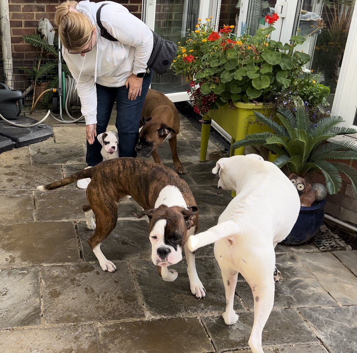 It's happened, Mum and Dad have brought a little brother home for us 😱🐶🐶🐶🐶😍 Excitement would be an understatement 😱🤣🤣