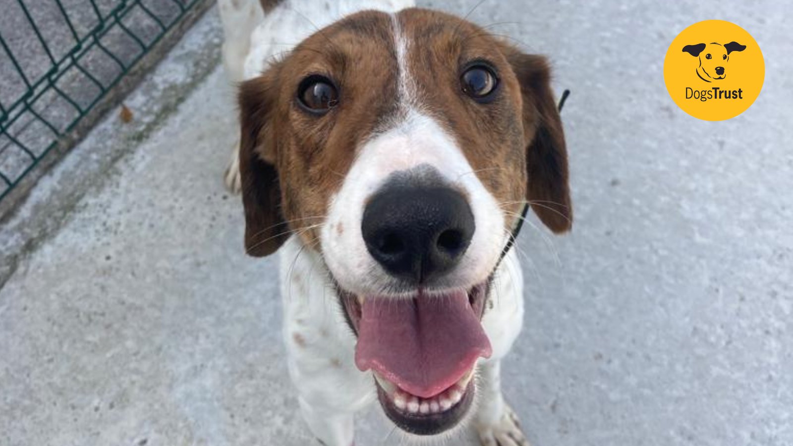 Dogs Trust Ireland on Twitter "We URGENTLY need foster homes for dogs