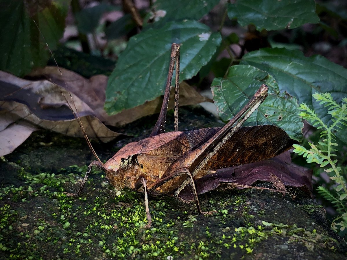 tarunyumnam's tweet photo. I am a #grashopper. Spot me.
#camouflage #backgroundmatching #colsci #westernghats #antipredator @proteusiisertvm @_exhibitA_ https://t.co/oe6Ee7Myza