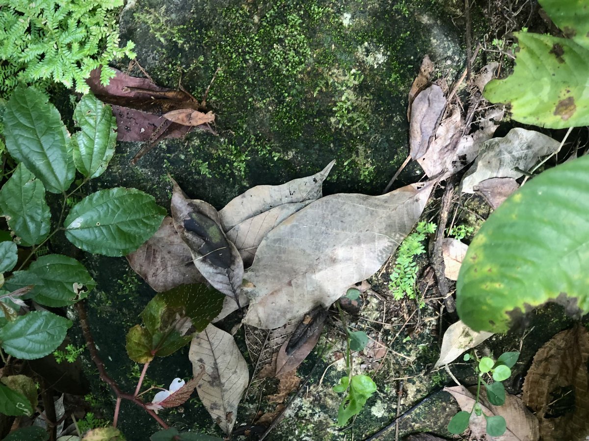 tarunyumnam's tweet photo. I am a #grashopper. Spot me.
#camouflage #backgroundmatching #colsci #westernghats #antipredator @proteusiisertvm @_exhibitA_ https://t.co/oe6Ee7Myza